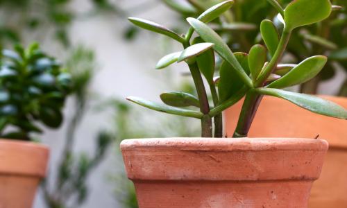 Правда о денежном дереве вас удивит: это и представить сложно