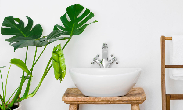 Топ-3 растения, которые помогают избавиться от плесени в ванной комнате: запомните их названия